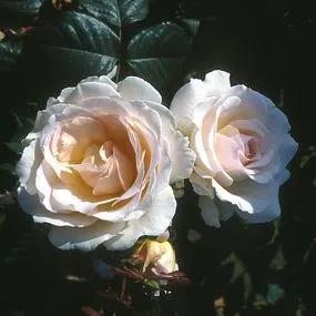 Renaissance Hybrid Tea Rose (Rosa Renaissance)